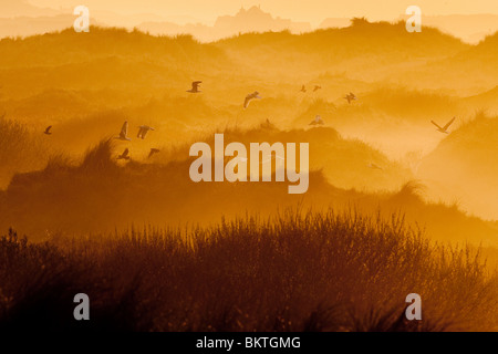 In Zonsopkomst vroeg voorjaar vanaf hoog duin over oude duinen en duinvaleien incontrato nevel en mist.Ter Foto Stock