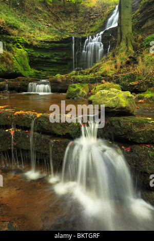 Colore di autunno a forza Scaleber vicino a stabilirsi in Yorkshire Dales di Inghilterra Foto Stock