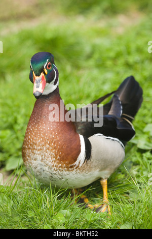 Carolina o North American Wood Duck (Aix sponsa). Maschio o Drake. Piumaggio di allevamento. Foto Stock