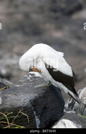 Nazca Booby Sula granti Foto Stock