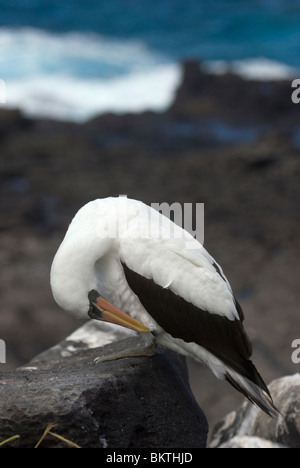 Nazca Booby Sula granti Foto Stock