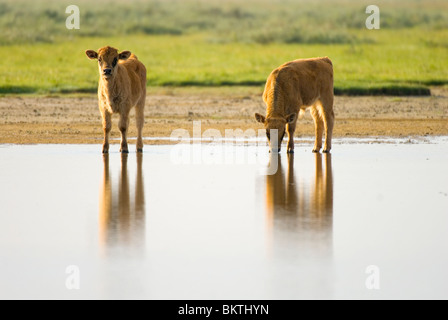 Heck Vitelli Bovini acqua potabile; Foto Stock