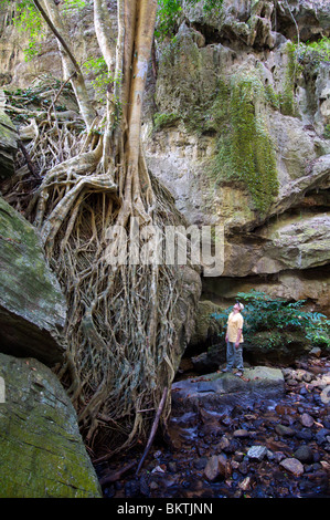 Escursionista guardando le radici di un ficus altissima fig tree a Tham Lot Yai nel Chaloem Ratanakosin Parco Nazionale in Kanchanaburi, T Foto Stock