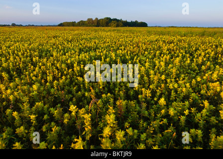 Grote ratelaar bij zonsopkomst in de berkenwoudse driehoek natuurreservaat; maggiore giallo risuona a sunrise nel berkenwoudse driehoek riserva naturale Foto Stock