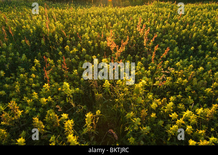 Grote ratelaar bij zonsopkomst; maggiore giallo risuona a sunrise Foto Stock