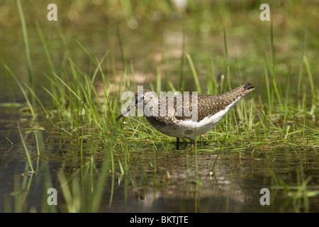 Een Amerikaanse Bosruiter staat in het acqua;un solitario Sandpiper in piedi nell'acqua. Foto Stock