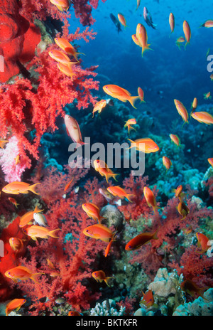Lyretail anthias o Goldies (Pseudanthias squamipinnis) con coralli molli. Mar Rosso, Egitto. Foto Stock