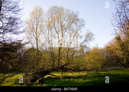 Il salice bianco caduto e ricoltivate Salix alba Foto Stock