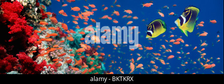 Mar Rosso raccoon butterflyfish (Chaetodon fasciatus) con Lyretail anthias e coralli molli. Egitto, Mar Rosso. Foto Stock