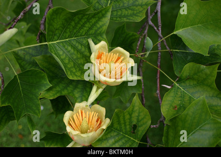 Liriodendron Tulipifera foglie e fiori, conosciuto sotto il nome comune di Tulip Tree Foto Stock
