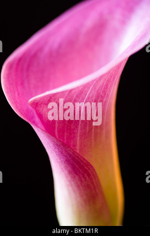 Close up macro di rosa calla lily isolato su sfondo nero Foto Stock