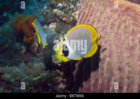 Panda butterflyfish (Chaetodon adiergastos) a riposo vicino a canna spugna. Bali, Indonesia. Foto Stock