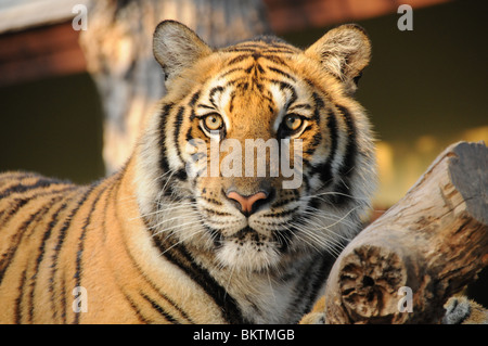 Tiger in Thailandia Foto Stock