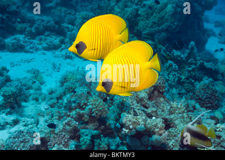 Golden butterflyfish (Chaetodon semilarvatus) nuoto sulla barriera corallina. Gamma del Mar Rosso e del Golfo di Aden. Mar Rosso, Egitto. Foto Stock