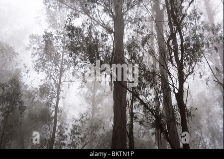 Alberi di eucalipto nella nebbia sulla strada del cratere sulla salita alla cima del Vulcano Haleakala & National Park, Maui Hawaii USA Foto Stock