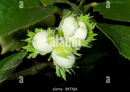 Immaturo Nocciole comuni Corylus avellana con foglie Francia Foto Stock