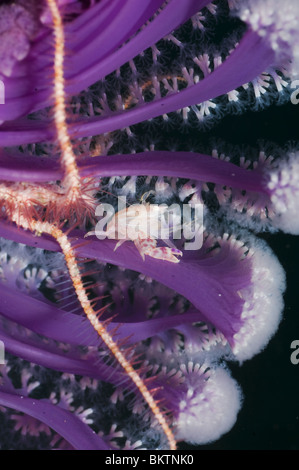 Penna (granchio Porcellanella triloba) appollaiato nel mare della penna (Pteroeides sp.). Foto Stock