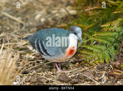 Luzon spurgo cuore Gallicolumba luzonica captive Foto Stock