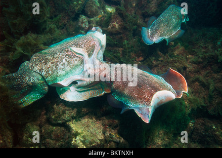 La seppia gigante (Sepia apama) maschi stanno lottando per la deposizione delle uova delle femmine (nuotare lontano a destra). Foto Stock