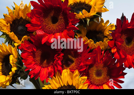 Girasoli su sfondo blu cielo mostra mazzo di fiori primo piano sfondo foto per sfondi mobili nessuno ad alta risoluzione Foto Stock