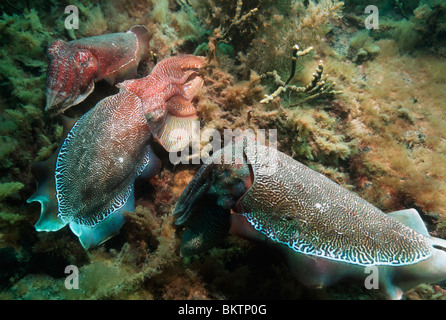 La seppia gigante (Sepia apama) di schermatura maschio a femmina da un altro maschio di corteggiamento. Spencer Gulf, Whyalla, SA, Australia. Foto Stock