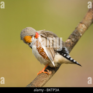 Maschio di Zebra Finch preening Taenopygia guttata captive Foto Stock