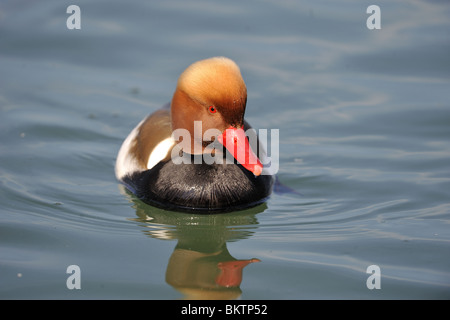 Rosso-crested pochard nuoto sul lago Genova svizzera Foto Stock