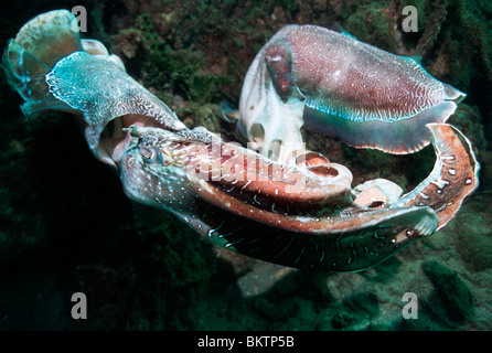 La seppia gigante (Sepia apama) maschi nella battaglia di corteggiamento. Spencer Gulf, Whyalla, SA, Australia. Foto Stock