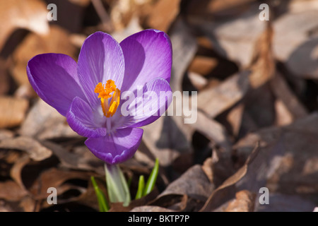 Crocus Chrysanthus viola un fiore primo piano dall'alto immagini foto fotografia vendita su alamy orizzontale in Ohio USA US ad alta risoluzione Foto Stock