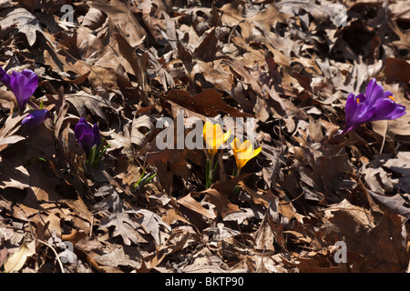 Viola con gruppo giallo Crocus Chrysanthus di fiori selvatici dall'alto alto grande orizzontale ad alta risoluzione in Ohio Stati Uniti ad alta risoluzione Foto Stock
