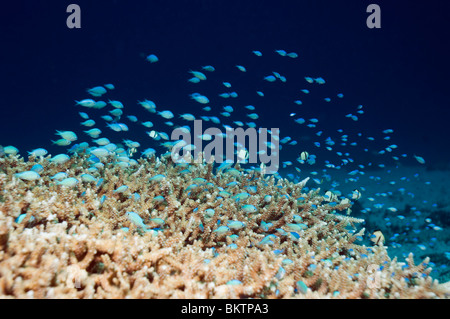 Blu-verde (Chromis chromis viridis) alimentazione in colonna d'acqua su corallo acropora in cui essi shelter. Komodo, Indonesia. Foto Stock