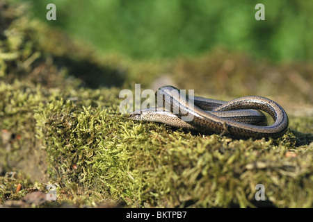 Avvolto femmina worm lenta Foto Stock