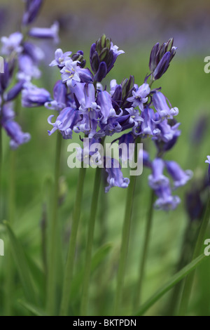 Close up Bluebells Foto Stock