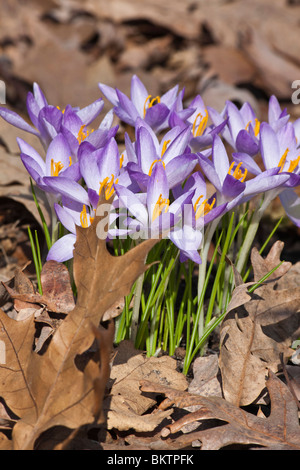 Viola Crocus Speciosus gruppo di fiori primo piano dall'alto immagini immagini in formato verticale ad alta risoluzione in Ohio Stati Uniti ad alta risoluzione Foto Stock