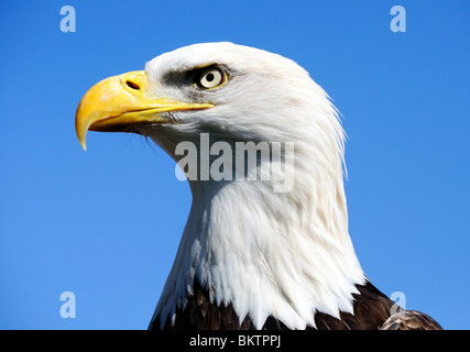 Un americano aquila calva Foto Stock