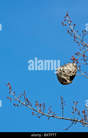 Un nido di vespa appeso su un ramo d'albero angolo basso da sotto il cielo blu sfondo natura minima nessuno immagini in verticale in USA alta risoluzione Foto Stock