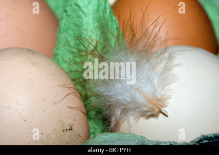 Nuova posa uovo di pollo con piuma. Regno Unito. Foto Stock