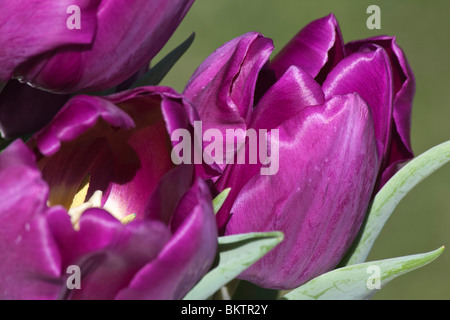 Fiori viola di tulipa Borgogna sfondo sfocato e sfocato primo piano macro dall'alto all'inizio della primavera primaverile, nessuno ad alta risoluzione Foto Stock