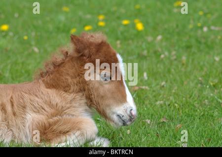 Giovane maschio di puledro delle Shetland. Foto Stock