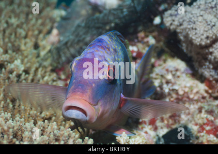 Due prescritte goatfish (Parupeneus bifasciatus) arroccato su di corallo. Misool Raja Ampat, Papua occidentale, in Indonesia. Foto Stock