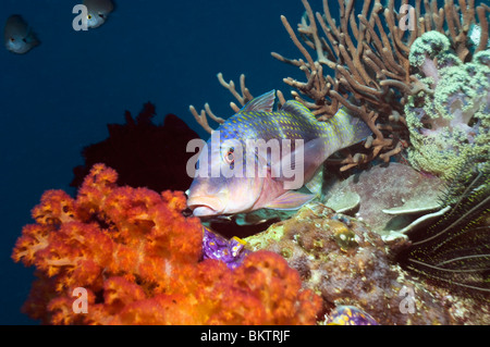 Due prescritte goatfish (Parupeneus bifasciatus) arroccato su di corallo. Misool Raja Empat, Papua occidentale, in Indonesia. Foto Stock