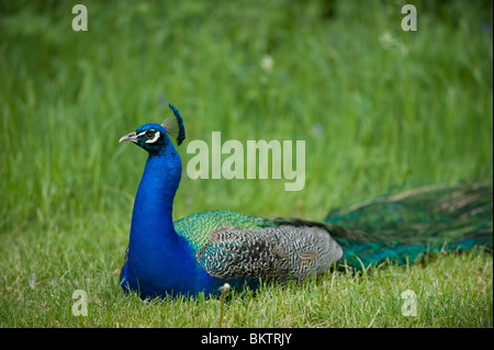 Un Pavone maschio seduta sul prato di Kew Gardens, London, Regno Unito Foto Stock