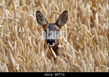 Capriolo in autunno campo di grano. La sua testa sopra il grano maturo guardando dritto in telecamera. Foto Stock