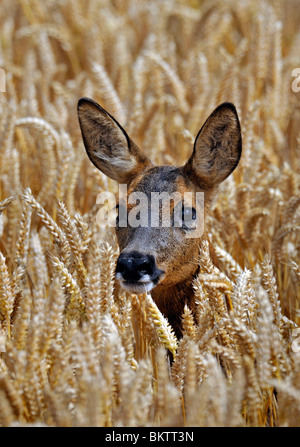 Capriolo in campo di grano. La sua testa sopra il grano maturo. Foto Stock