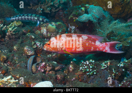 Whitemargin lyretail raggruppatore (Variola albimarginata) a seguito di una caccia murena nella speranza di cogliere la fuga in preda. Foto Stock