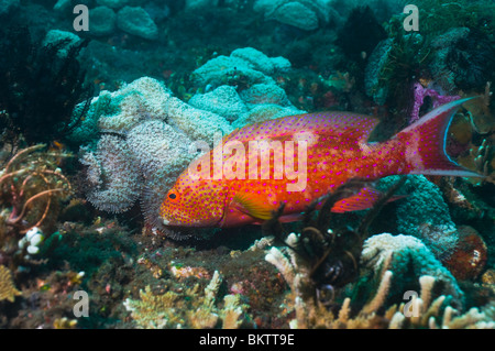 Whitemargin lyretail raggruppatore (Variola albimarginata). Bali, Indonesia. Foto Stock