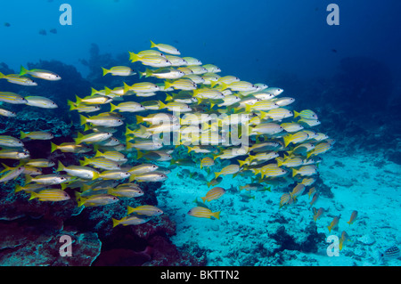 Scuola di tonno obeso lutiani (Lutjanus lutjanus) e Bluelined lutiani (Lutjanus kasmira)sulla barriera corallina. Mare delle Andamane, Thailandia. Foto Stock