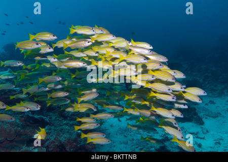 Scuola di tonno obeso lutiani (Lutjanus lutjanus) e Bluelined lutiani (Lutjanus kasmira) sulla barriera corallina. Mare delle Andamane, Thailandia. Foto Stock