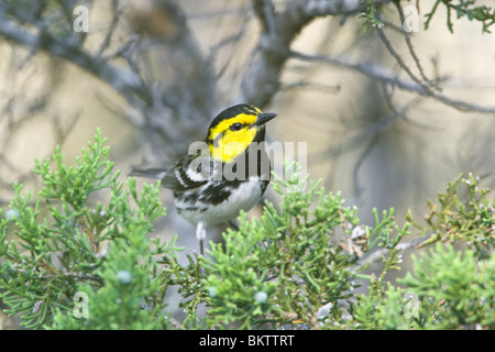 Golden cheeked trillo arroccato su Ashe Ginestra Foto Stock