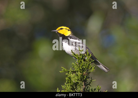 Golden cheeked trillo arroccato su Ashe Ginestra Foto Stock